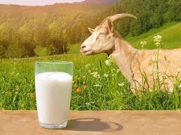 Susu Kambing